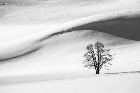 Snow Dunes, Hayden Valley, Yellowstone National Park White Modern Wood Framed Art Print with Double Matting by The Yellowstone Collection