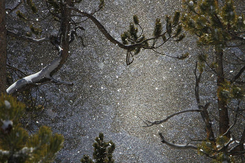 Snowfall at Canyon, Yellowstone National Park White Modern Wood Framed Art Print with Double Matting by The Yellowstone Collection