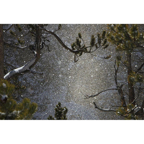 Snowfall at Canyon, Yellowstone National Park White Modern Wood Framed Art Print by The Yellowstone Collection