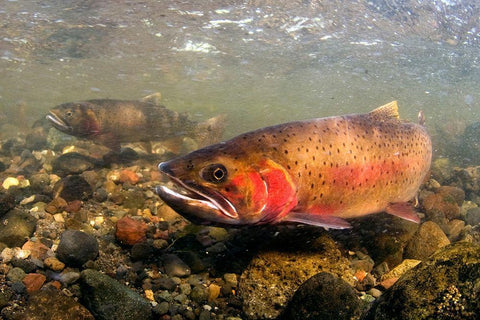 Spawning Cutthroat Trout, Lamar Valley, Yellowstone National Park White Modern Wood Framed Art Print with Double Matting by The Yellowstone Collection