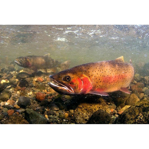 Spawning Cutthroat Trout, Lamar Valley, Yellowstone National Park Black Modern Wood Framed Art Print with Double Matting by The Yellowstone Collection