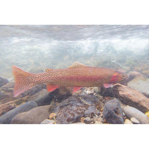 Spawning Yellowstone Cutthroat Trout, Yellowstone National Park White Modern Wood Framed Art Print by Frank, Jacob W.