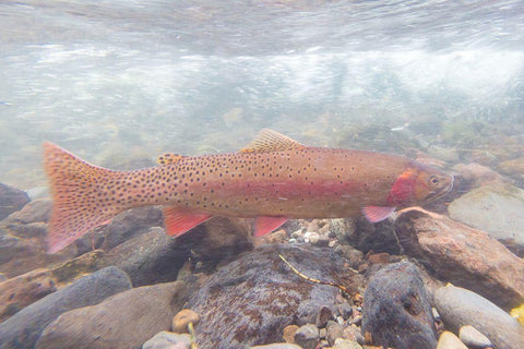 Spawning Yellowstone Cutthroat Trout, Yellowstone National Park White Modern Wood Framed Art Print with Double Matting by Frank, Jacob W.