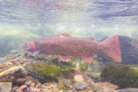 Spawning Yellowstone Cutthroat Trout, Yellowstone National Park White Modern Wood Framed Art Print with Double Matting by Frank, Jacob W.