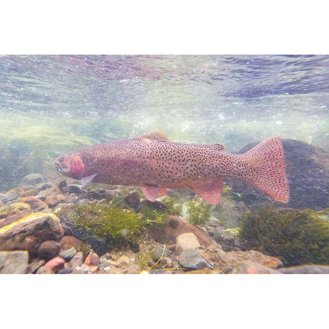 Spawning Yellowstone Cutthroat Trout, Yellowstone National Park White Modern Wood Framed Art Print by Frank, Jacob W.