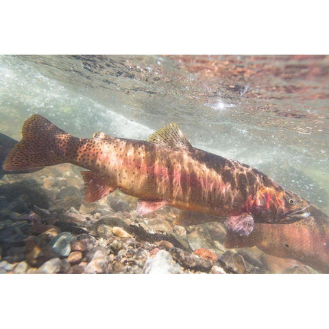 Spawning Yellowstone Cutthroat Trout, Yellowstone National Park White Modern Wood Framed Art Print by Frank, Jacob W.