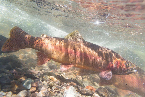 Spawning Yellowstone Cutthroat Trout, Yellowstone National Park White Modern Wood Framed Art Print with Double Matting by Frank, Jacob W.