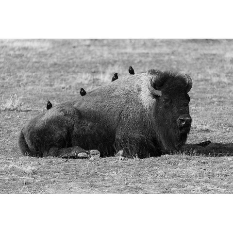 Starlings on a Sleeping Bison, Yellowstone National Park Gold Ornate Wood Framed Art Print with Double Matting by Frank, Jacob W.