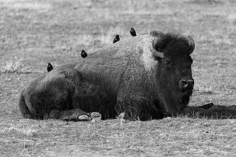 Starlings on a Sleeping Bison, Yellowstone National Park White Modern Wood Framed Art Print with Double Matting by Frank, Jacob W.