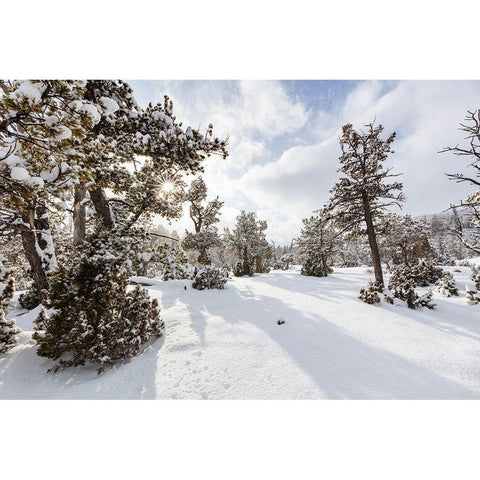 Snow Slurries at Mammoth Hot Springs Terraces, Yellowstone National Park Gold Ornate Wood Framed Art Print with Double Matting by The Yellowstone Collection