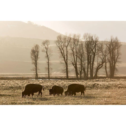 Sunrise and Bison, Lamar Valley, Yellowstone National Park Gold Ornate Wood Framed Art Print with Double Matting by The Yellowstone Collection