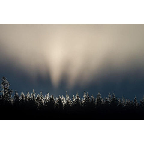 Lodgepole pines near Nymph Lake, Yellowstone National Park Gold Ornate Wood Framed Art Print with Double Matting by The Yellowstone Collection