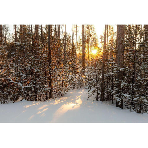 Sunrise through the lodgepole pine, Yellowstone National Park White Modern Wood Framed Art Print by The Yellowstone Collection