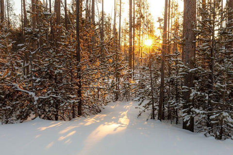 Sunrise through the lodgepole pine, Yellowstone National Park Black Ornate Wood Framed Art Print with Double Matting by The Yellowstone Collection