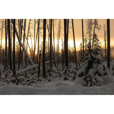 Sunrise at Norris Junction, Yellowstone National Park Gold Ornate Wood Framed Art Print with Double Matting by Frank, Jacob W.