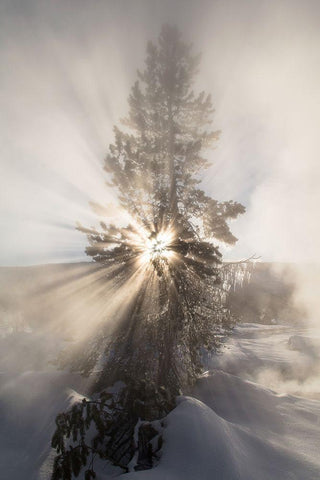 Sunshine near Artemisia Geyser, Yellowstone National Park Black Ornate Wood Framed Art Print with Double Matting by The Yellowstone Collection