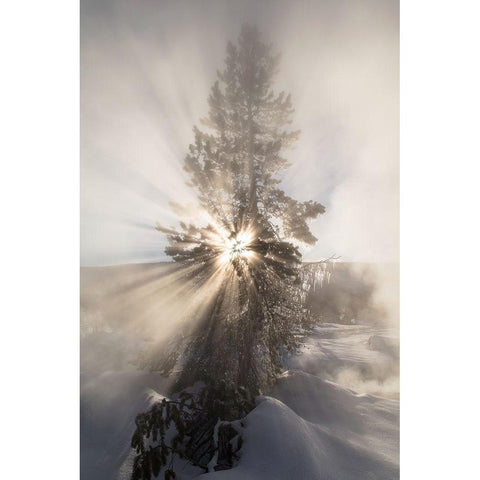 Sunshine near Artemisia Geyser, Yellowstone National Park Gold Ornate Wood Framed Art Print with Double Matting by The Yellowstone Collection