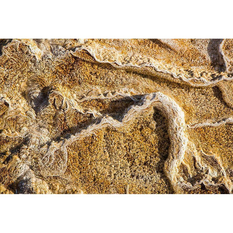 Travertine Terraces at Mammoth Hot Springs, Yellowstone National Park Gold Ornate Wood Framed Art Print with Double Matting by Herbert, Neal