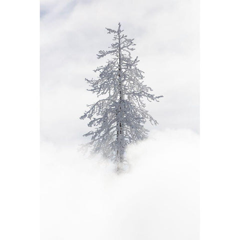 Tree Covered in Rime ice near Mud Volcano, Yellowstone National Park Black Modern Wood Framed Art Print with Double Matting by The Yellowstone Collection