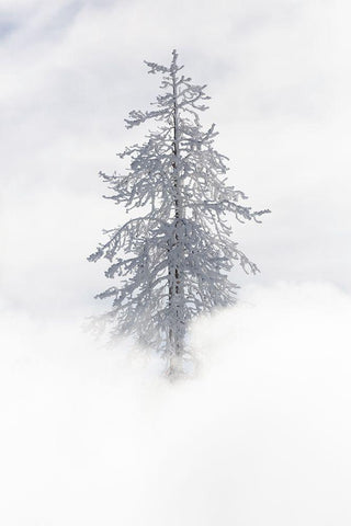 Tree Covered in Rime ice near Mud Volcano, Yellowstone National Park Black Ornate Wood Framed Art Print with Double Matting by The Yellowstone Collection