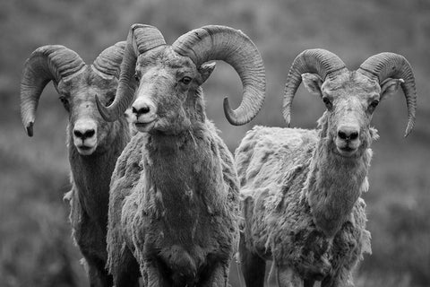 Trio of Bighorn Rams, Lamar Valley, Yellowstone National Park White Modern Wood Framed Art Print with Double Matting by The Yellowstone Collection