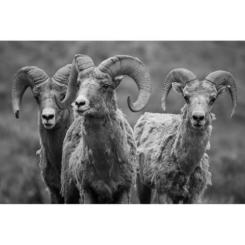 Trio of Bighorn Rams, Lamar Valley, Yellowstone National Park White Modern Wood Framed Art Print by The Yellowstone Collection