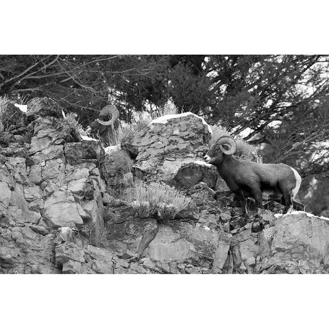 Two Bighorn Sheep Rams above Soda Butte Creek, Yellowstone National Park White Modern Wood Framed Art Print by Peaco, Jim