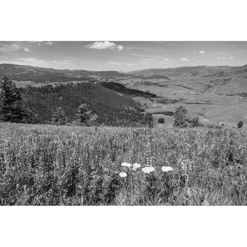 Views from Specimen Ridge, Yellowstone National Park Gold Ornate Wood Framed Art Print with Double Matting by Frank, Jacob W.