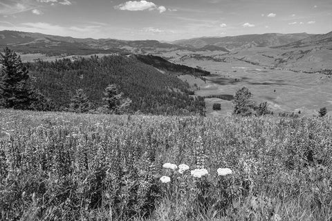 Views from Specimen Ridge, Yellowstone National Park White Modern Wood Framed Art Print with Double Matting by Frank, Jacob W.