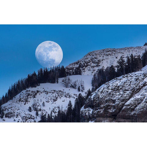 Waxing Moon, Lamar Valley, Yellowstone National Park White Modern Wood Framed Art Print by The Yellowstone Collection