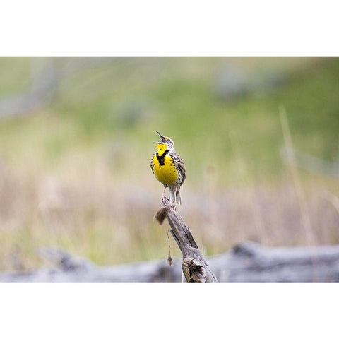 Western Meadowlark, Lamar Valley, Yellowstone National Park Black Modern Wood Framed Art Print with Double Matting by The Yellowstone Collection