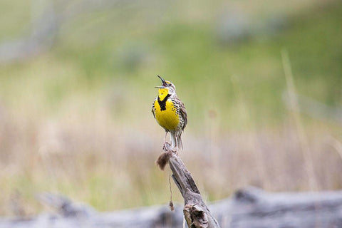 Western Meadowlark, Lamar Valley, Yellowstone National Park White Modern Wood Framed Art Print with Double Matting by The Yellowstone Collection