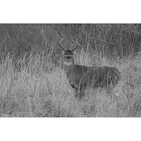 Whitetail Deer Buck, Yellowstone National Park Gold Ornate Wood Framed Art Print with Double Matting by Renkin, Diane