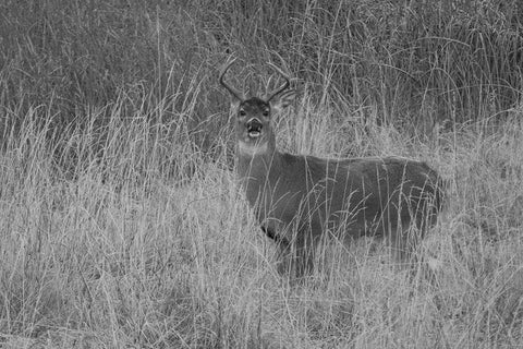 Whitetail Deer Buck, Yellowstone National Park White Modern Wood Framed Art Print with Double Matting by Renkin, Diane