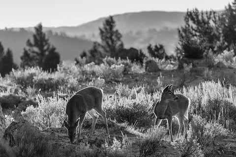 White-tailed Deer at Mammoth Hot Springs, Yellowstone National Park White Modern Wood Framed Art Print with Double Matting by The Yellowstone Collection