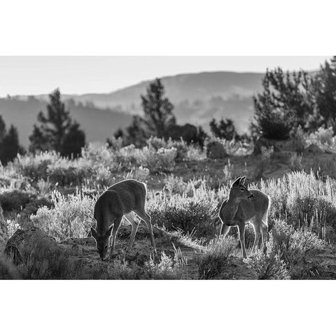 White-tailed Deer at Mammoth Hot Springs, Yellowstone National Park Black Modern Wood Framed Art Print with Double Matting by The Yellowstone Collection