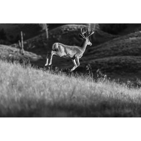 White-tailed Deer in Velvet, Yellowstone National Park Gold Ornate Wood Framed Art Print with Double Matting by The Yellowstone Collection