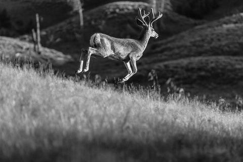 White-tailed Deer in Velvet, Yellowstone National Park Black Ornate Wood Framed Art Print with Double Matting by The Yellowstone Collection