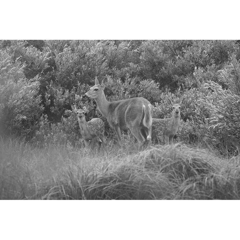 White-tailed Deer with Fawns, Willow Park, Yellowstone National Park Black Modern Wood Framed Art Print with Double Matting by The Yellowstone Collection