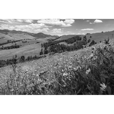 Wildflowers in Lamar Valley, Yellowstone National Park Black Modern Wood Framed Art Print with Double Matting by The Yellowstone Collection