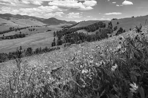 Wildflowers in Lamar Valley, Yellowstone National Park Black Ornate Wood Framed Art Print with Double Matting by The Yellowstone Collection