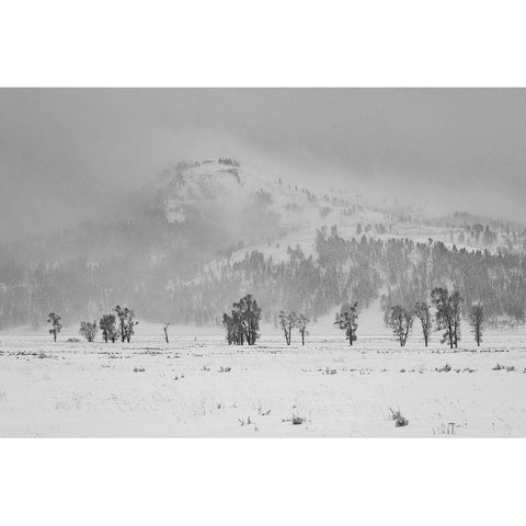 Winter Day in Lamar Valley, Yellowstone National Park Black Modern Wood Framed Art Print with Double Matting by The Yellowstone Collection