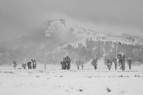 Winter Day in Lamar Valley, Yellowstone National Park White Modern Wood Framed Art Print with Double Matting by The Yellowstone Collection