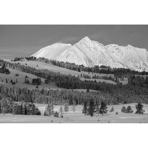 Winter Morning, Electric Peak, Yellowstone National Park Black Modern Wood Framed Art Print with Double Matting by The Yellowstone Collection