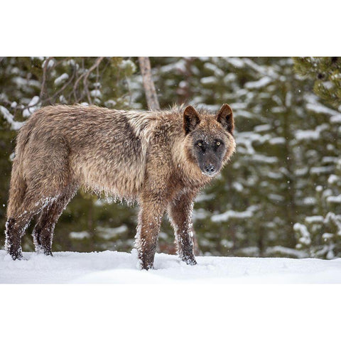 Wolf in Snow, Yellowstone National Park Black Modern Wood Framed Art Print with Double Matting by The Yellowstone Collection