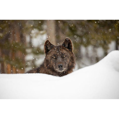 Wolf in Snow, Yellowstone National Park White Modern Wood Framed Art Print by The Yellowstone Collection