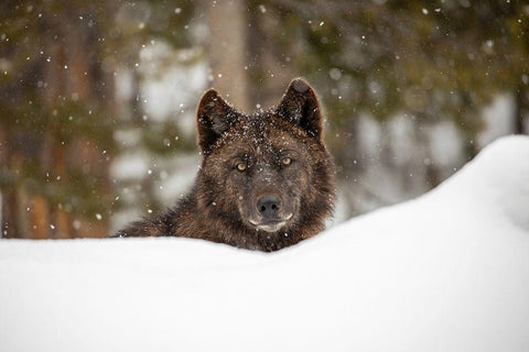 Wolf in Snow, Yellowstone National Park Black Ornate Wood Framed Art Print with Double Matting by The Yellowstone Collection