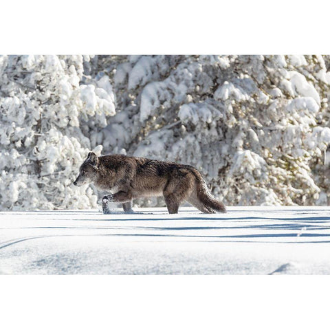 Wolf Moving through Fresh Snow, Yellowstone National Park White Modern Wood Framed Art Print by The Yellowstone Collection