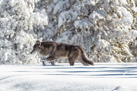 Wolf Moving through Fresh Snow, Yellowstone National Park White Modern Wood Framed Art Print with Double Matting by The Yellowstone Collection