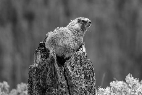 Yellow-bellied Marmot along the Osprey Falls Trail, Yellowstone National Park Black Ornate Wood Framed Art Print with Double Matting by The Yellowstone Collection